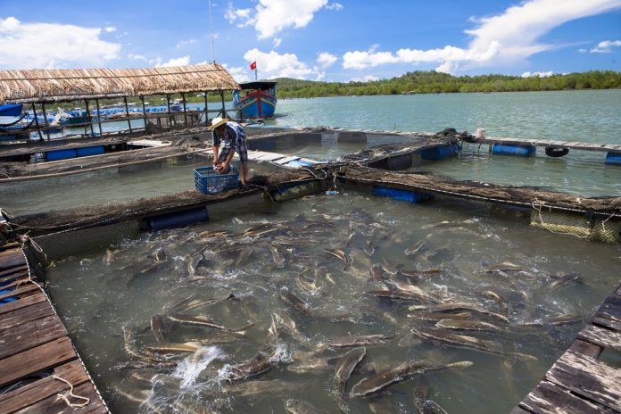 Choroby ryb hodowlanych – przeglad najwiekszych zagrozen